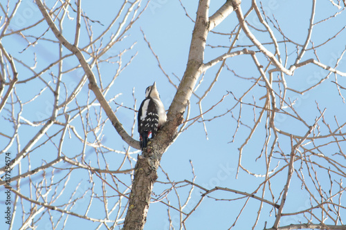 Great spotted woodpecker (Dendrocopos major) on tree