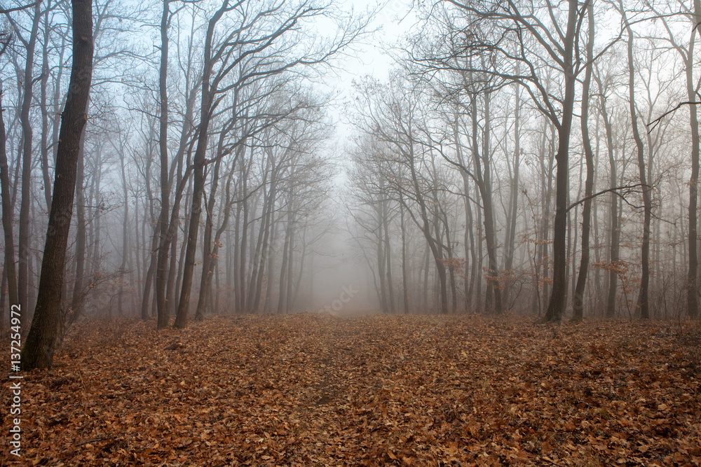 Fototapeta premium Forest path in mysterious fog at winter