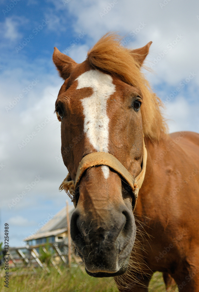 Fototapeta premium Horse, close-up.