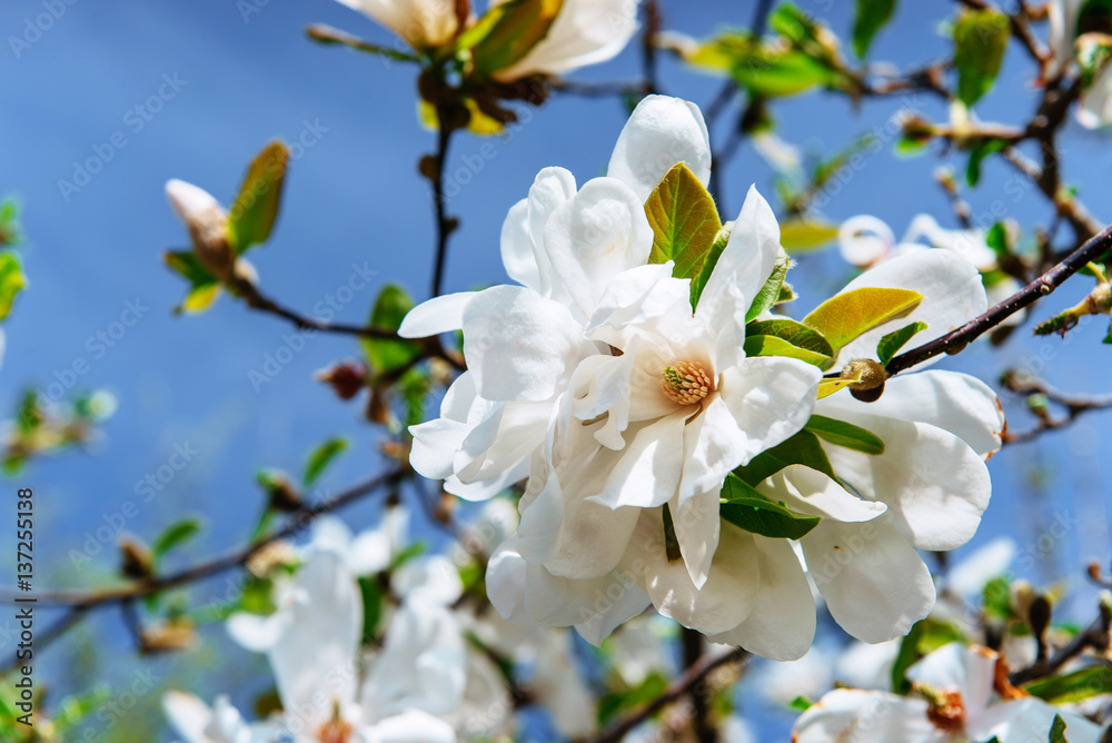 Beautiful pink spring flowers magnolia on a tree branch