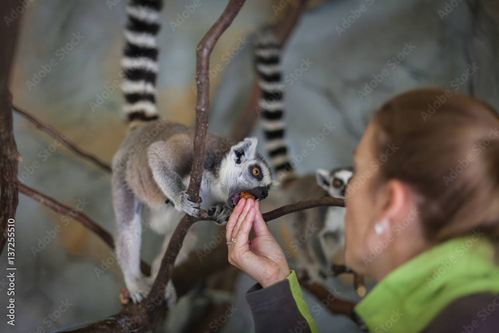 Fototapeta premium Catta lemur on a tree branch at the zoo savor a snack and relax