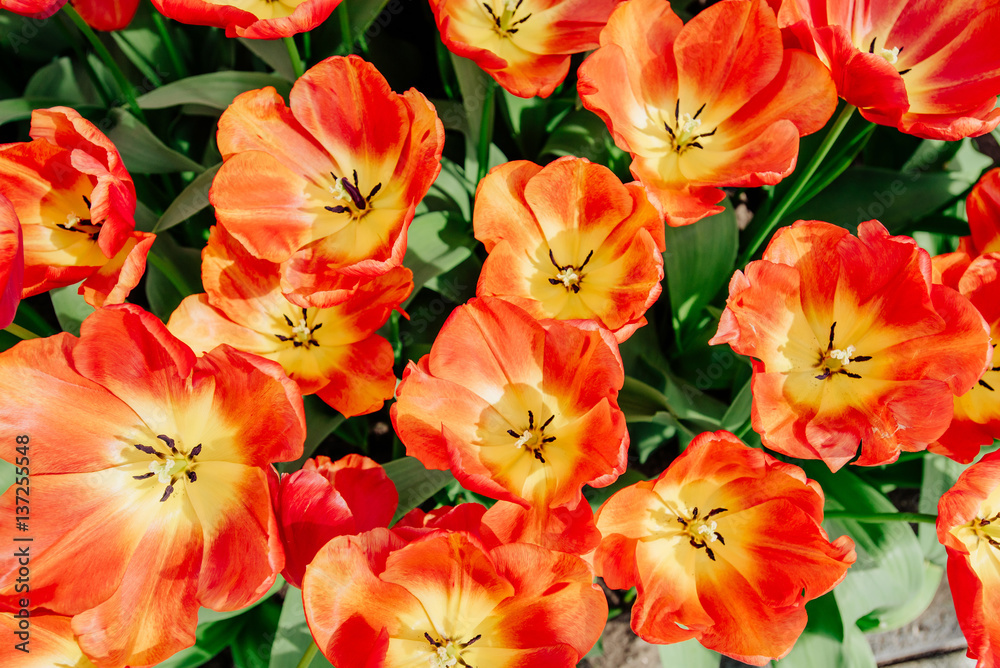 Flower field with colorful tulips. Keukenhof Park Flower field with colorful tulips. Keukenhof Park