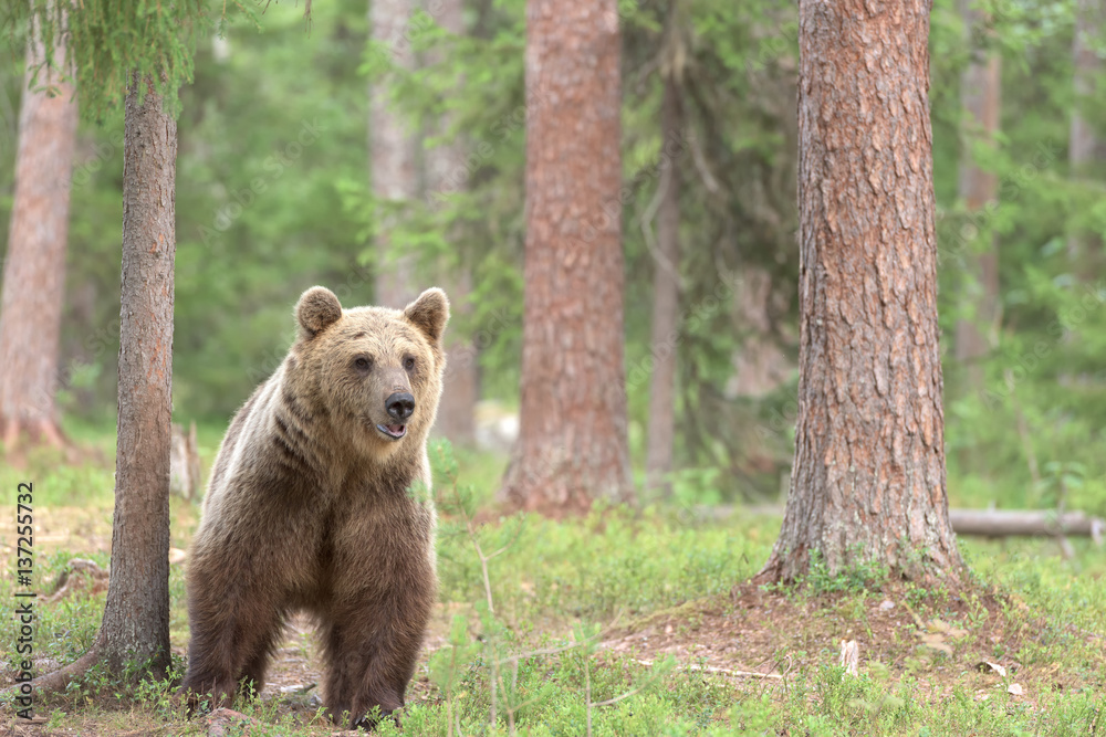 Obraz premium Brown bear standing in forest, alert and cautious