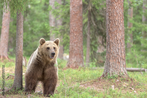 Brown bear standing in forest, alert and cautious