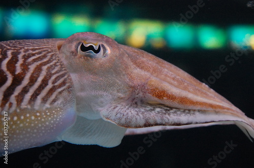 Photography Cuttlefish