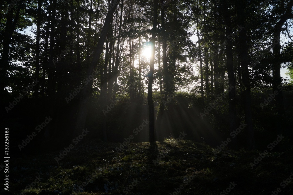 Fototapeta premium Mystic.