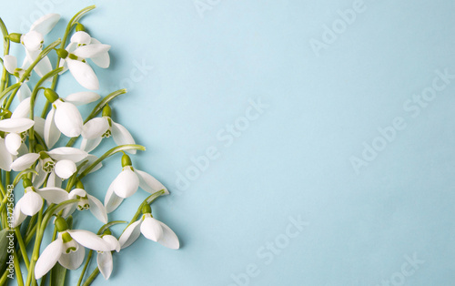 Fresh snowdrops on blue background with copyspace photo