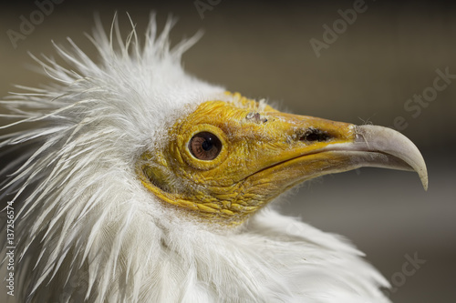 Canvas Print Egyptian vulture (Neophron percnopterus) head in profile