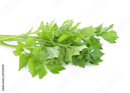 Coriander sprig isolated on white