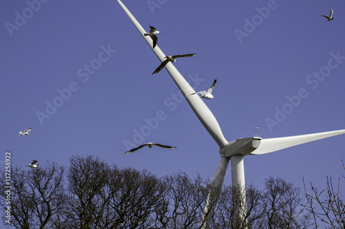 Birds heading towards a wind turbine. Highlighting the ecological effect of wind turbines and if they are a danger to birds. photo