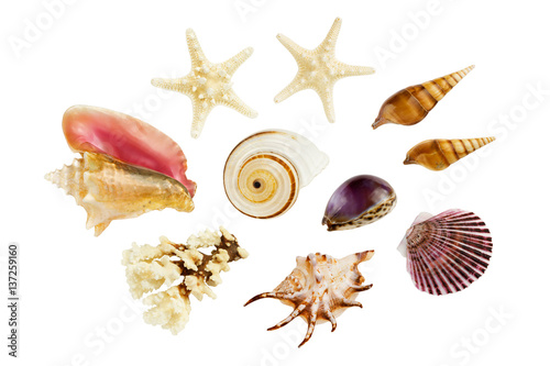 Arrangement of various seashells, isolated on white background.