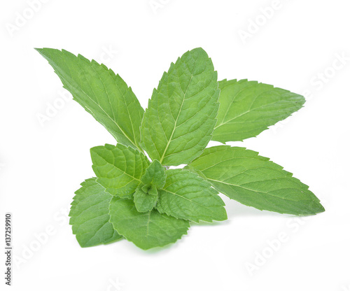  mint leaves isolated on white background