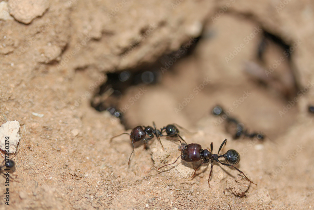 Hormigas en hormiguero