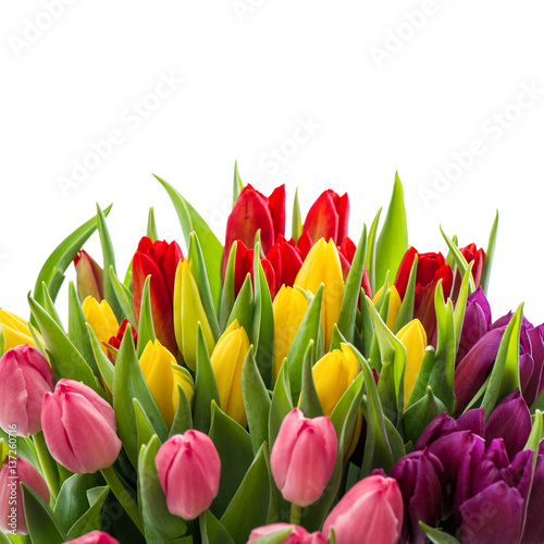 Fresh tulips white background Spring flowers
