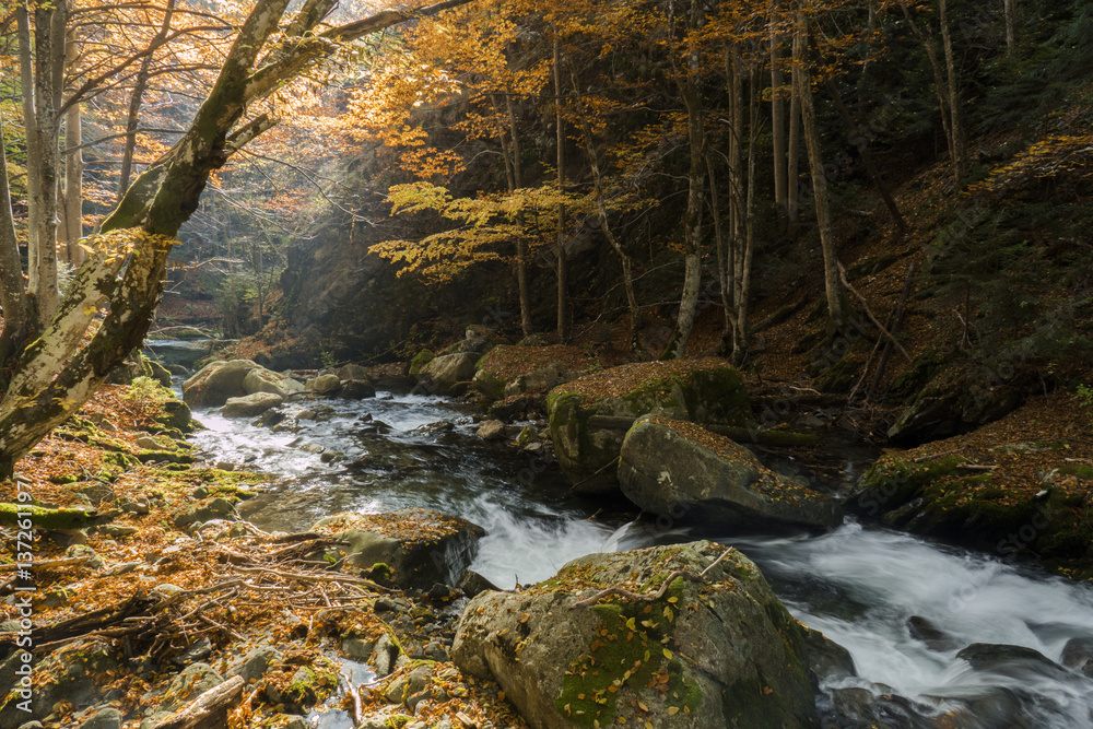 Magical autumn forest