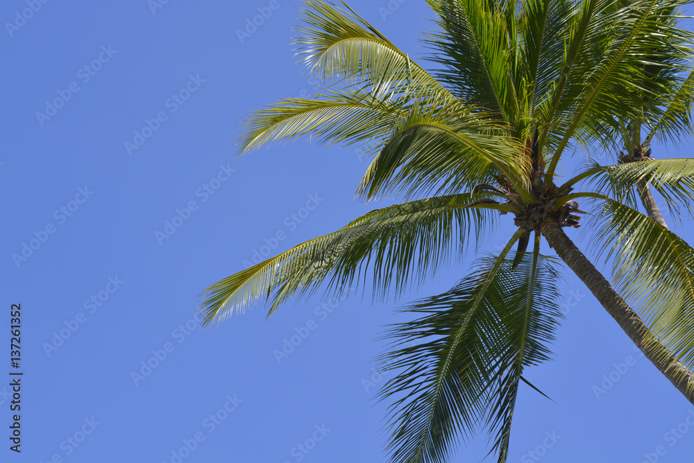 Palmera en fondo azul Palmera en fondo azul