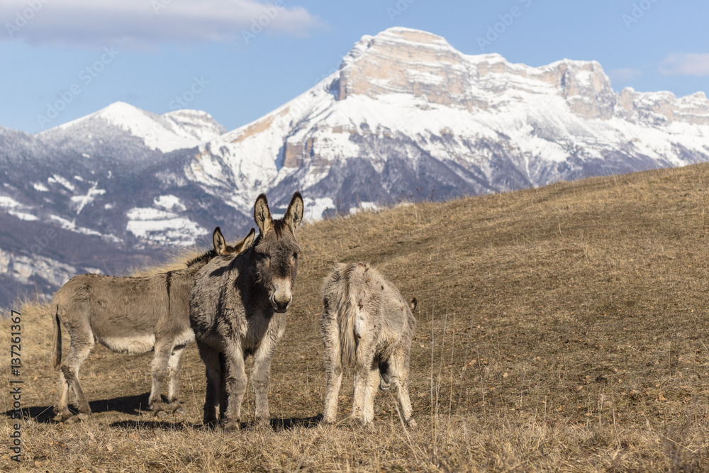 Fototapeta premium Anes dans le massif de Belledonne.