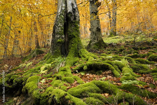 Mighty trees in autumn