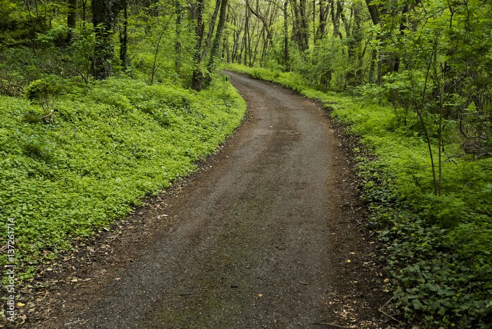 Fototapeta premium Magical road