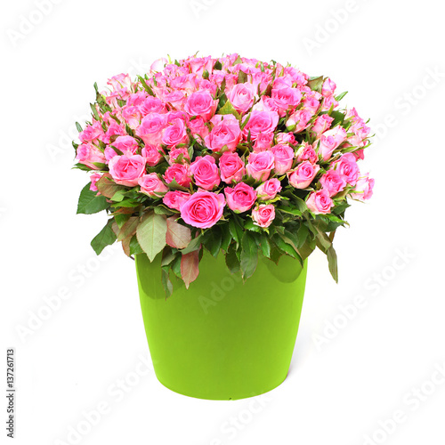 Hundred pink roses. Bunch of flowers on white background. Great gift for your love.