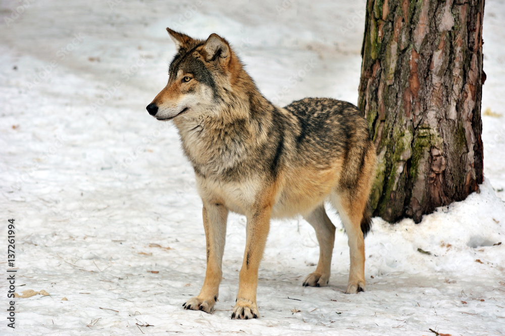 Fototapeta premium wild gray wolf in winter forest