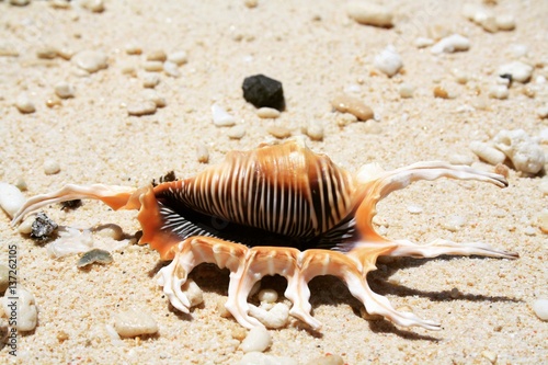 Scorpion Shell photo