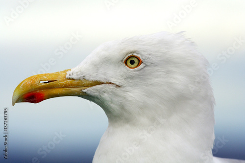 Large beautiful gull breeding   Larus fuscus  on the Atlantic coast of Europe and along the northern coast of the Russian Federation.