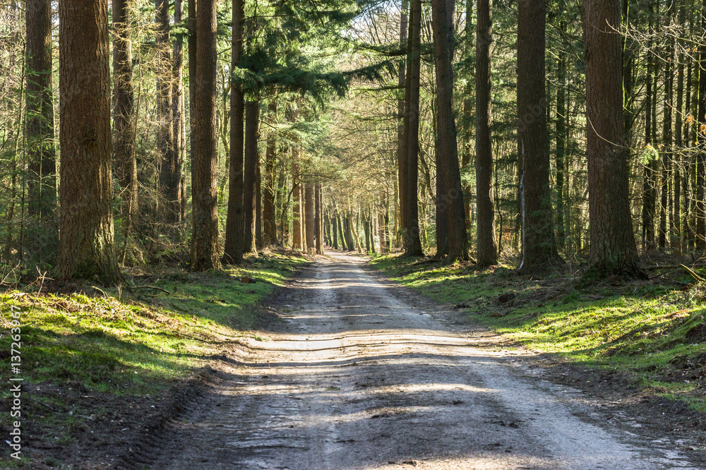 Fototapeta premium Road in Winter forest in Ermelo, Gelderland, Holland, NLD