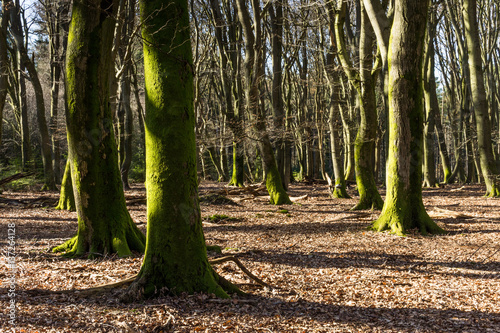 Wallpaper Mural Winter forest in Ermelo, Gelderland, Holland, NLD Torontodigital.ca