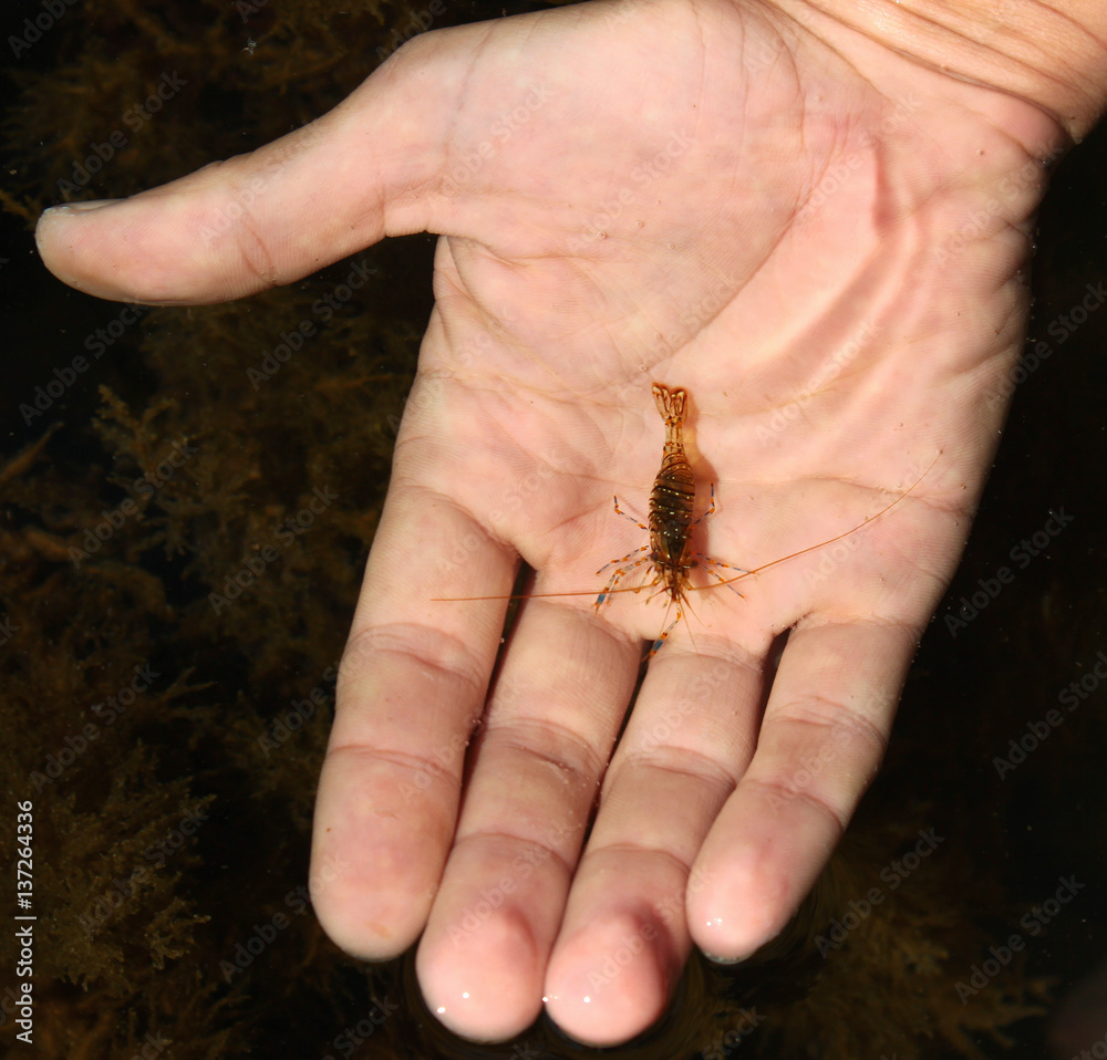 Rockpool shrimp (Palaemon elegans) in shallow coastal sea waters