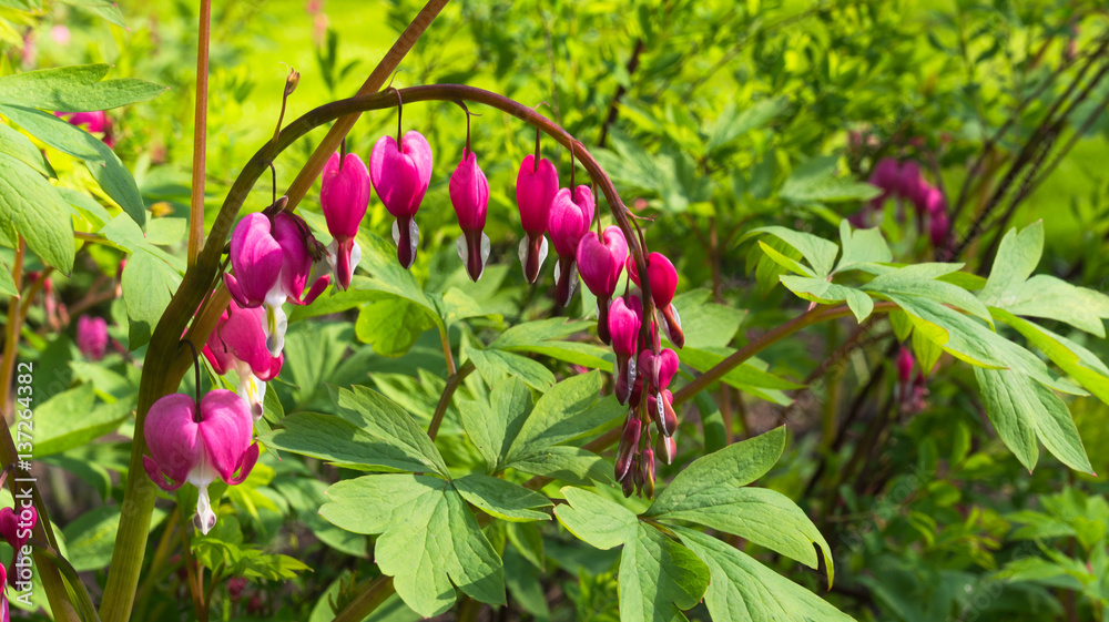 Fuchsia at Dutch public Spring flower Garden Keukenhof Lisse, Zuid Holland, NLD Fuchsia at Dutch public Spring flower Garden Keukenhof Lisse, Zuid Holland, NLD