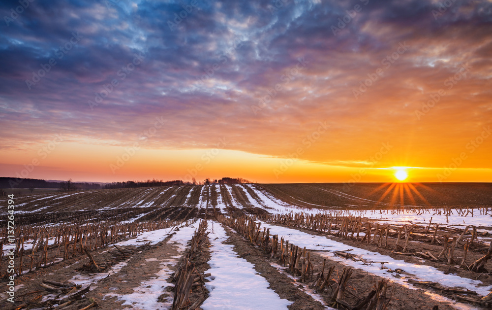 Naklejka premium Raising Sun over Crops Field in Winter