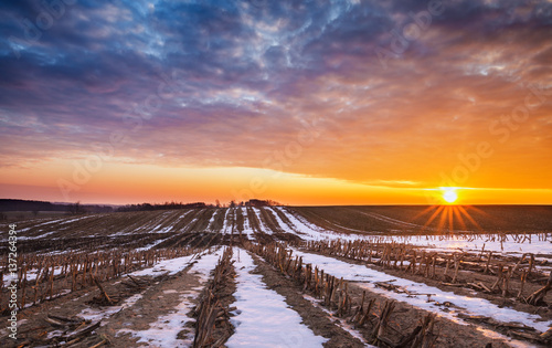 Raising Sun over Crops Field in Winter photo