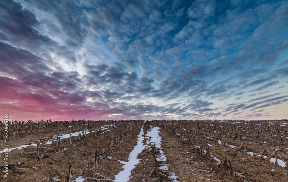 Fototapeta premium Vibrant Sunrise Clouds over Harvested Field in Winter