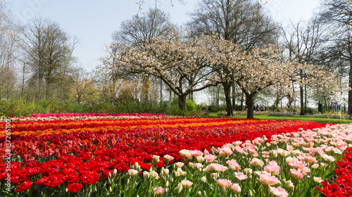 Wallpaper Mural Tulips in Dutch public Spring flower Garden Keukenhof Lisse, Zuid Holland, NLD Torontodigital.ca