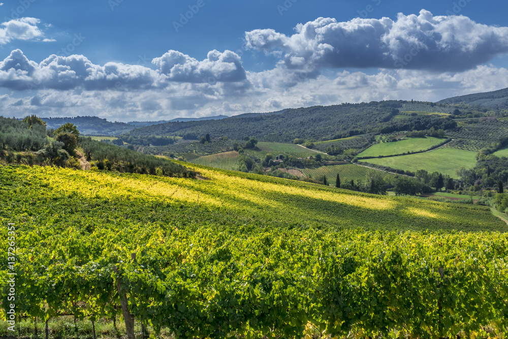 Autumn Landscape with vineyards in Tuscany, Italy