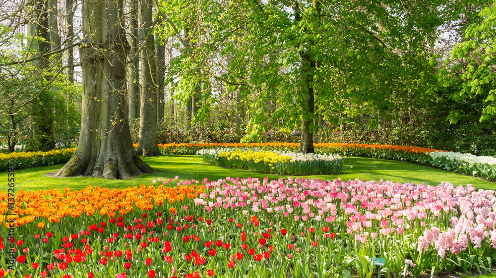 Obraz premium Tulips in Dutch public Spring flower Garden Keukenhof Lisse, Zuid Holland, NLD