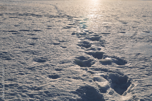 landscape footprints in the snow