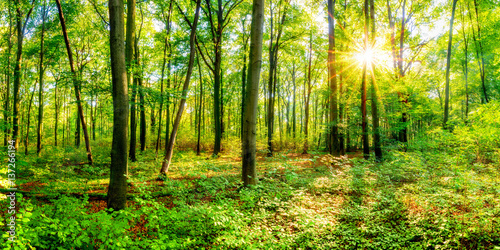 Wald im Sommer bei strahlendem Sonnenschein