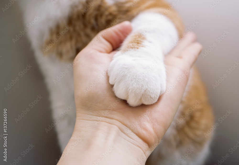 cat hand