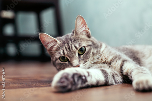 Grey young cat sitting on the floor. The concept of pets.