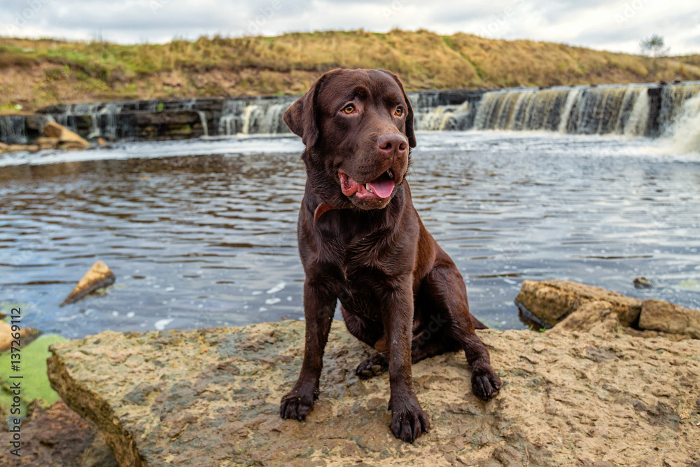 Dog Labrador. Dog near the river. brown labrador. Dog sitting by the river. Dog Labrador. Dog near the river. brown labrador. Dog sitting by the river.