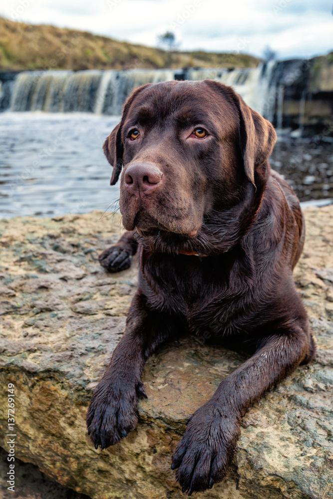 Dog Labrador. Dog near the river. brown labrador. Dog Labrador. On the bank of the river. Dog Labrador. Dog near the river. brown labrador. Dog Labrador. On the bank of the river.