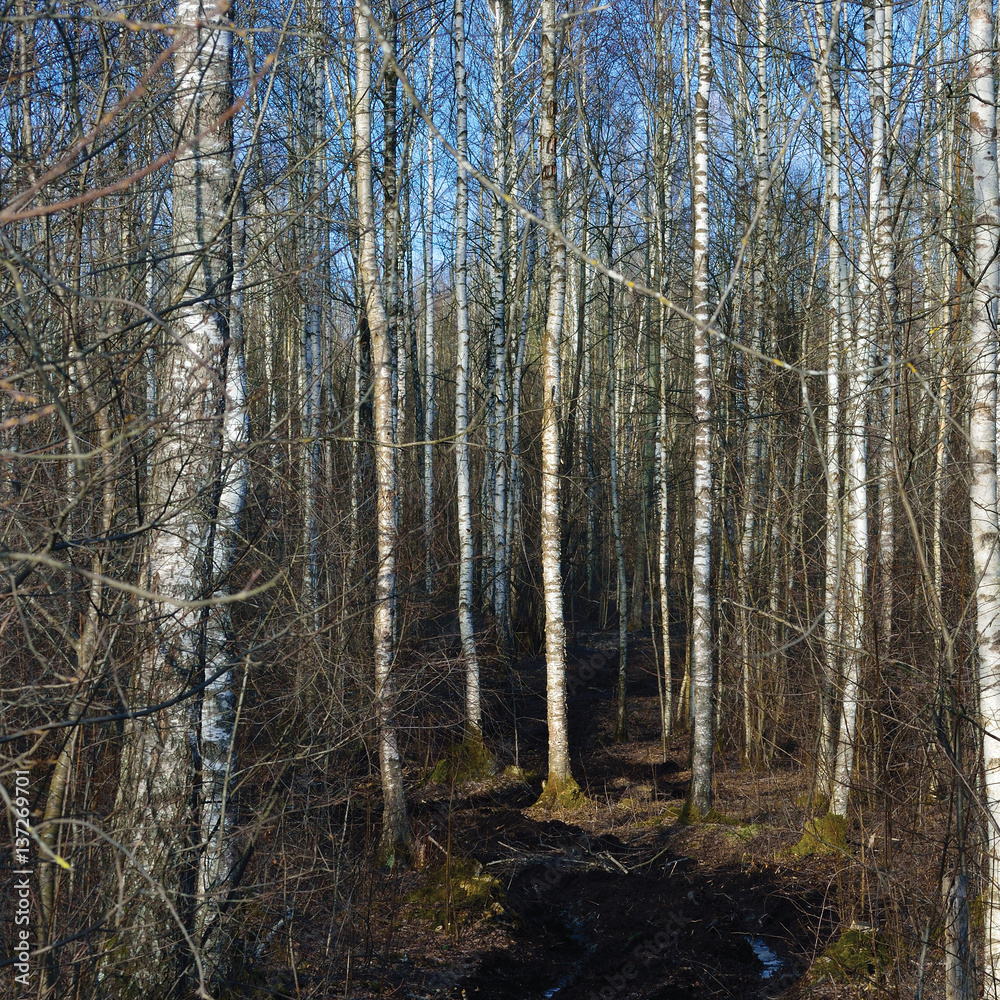Dirt Rural Road Season Ruts, Wild Early Spring Mire, March Birch Tree Forest, Dirty Muddy Heavy Vehicle Tracks, Large Detailed Birches Landscape Scene