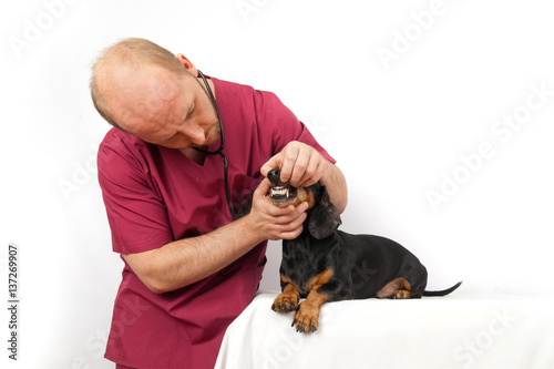 Veterinary doctor examines the dog teeth dachshund breed © annatronova