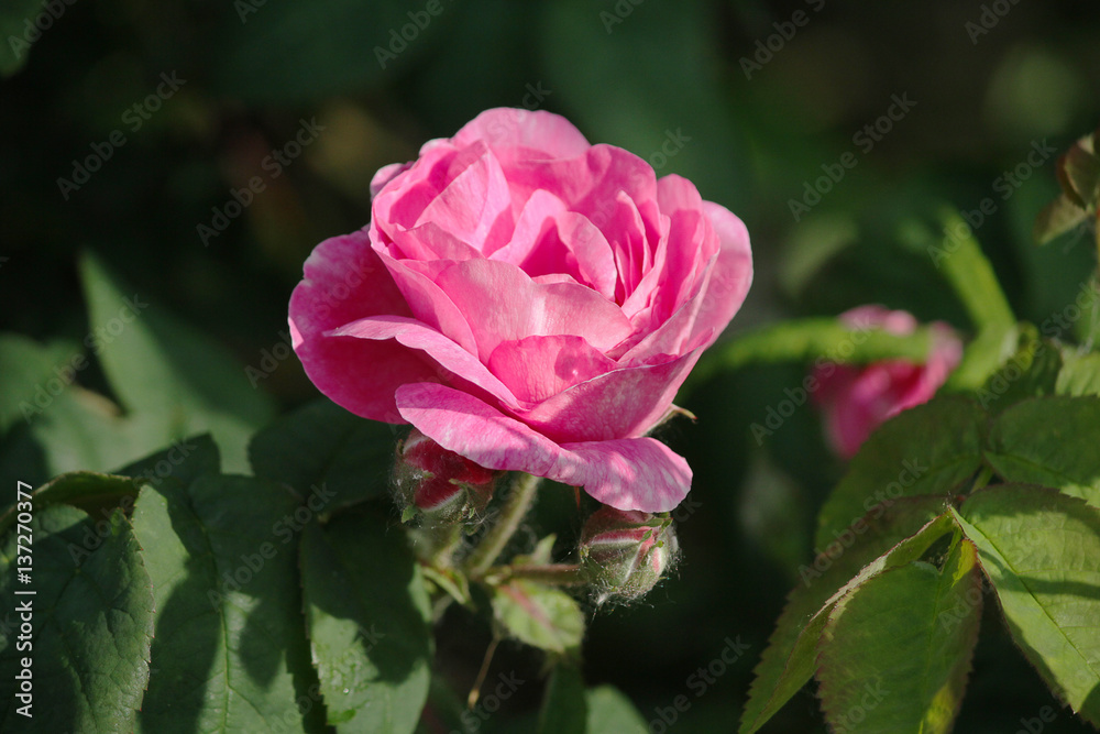 Rosebud illuminated by sunlight in the garden closeup. Flowers