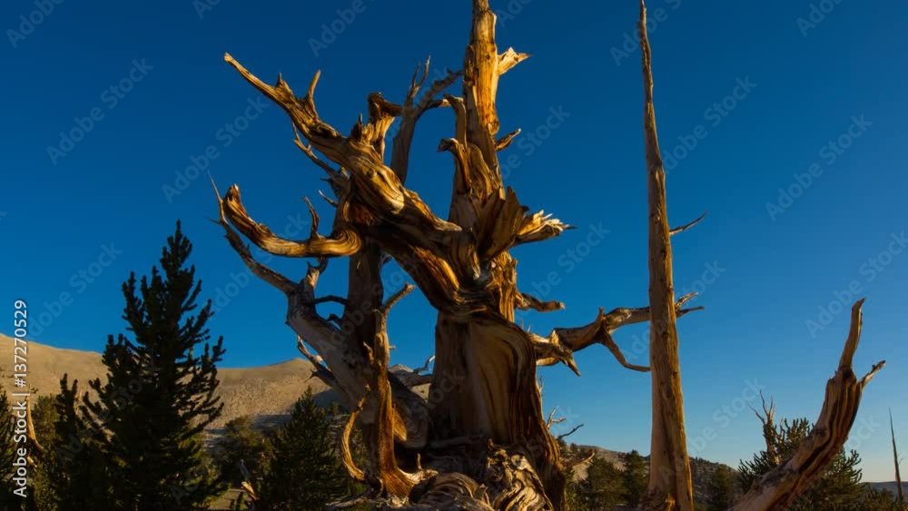 MoCo Timelapse of Ancient Bristlecone Pine Tree in Morning Sun -Zoom Out- MoCo Timelapse of Ancient Bristlecone Pine Tree in Morning Sun -Zoom Out-