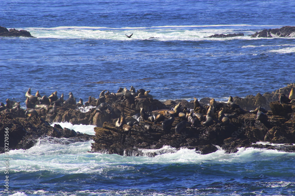 Obraz premium Nature