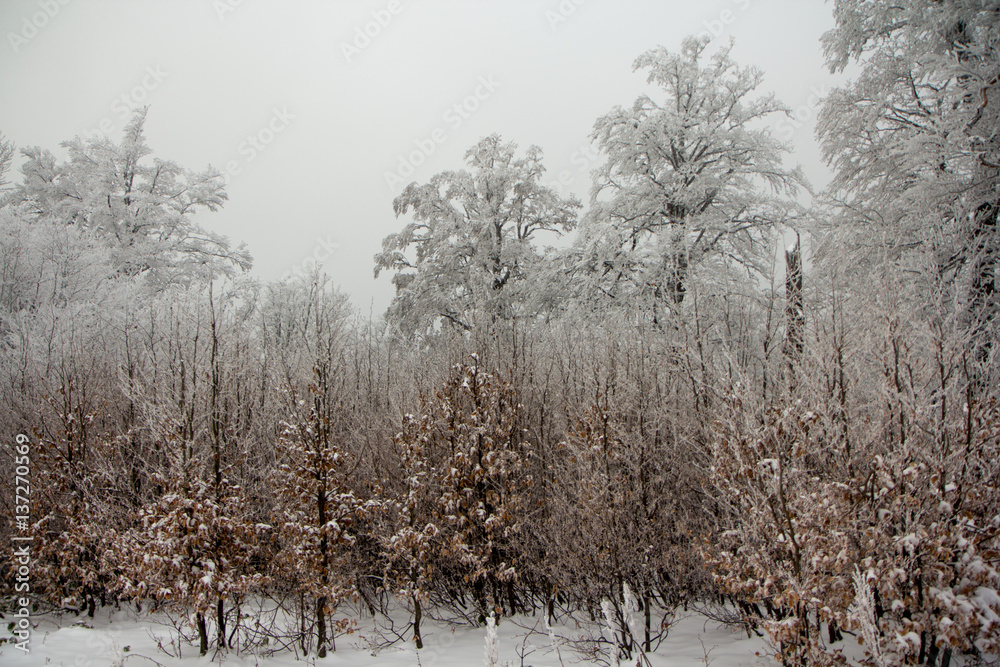 Winter in Carpathian montains