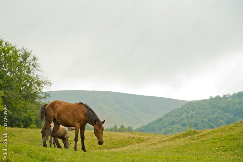 Hotses in mountains